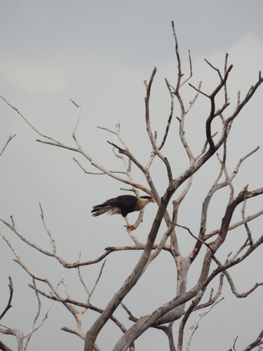 Crested Caracara