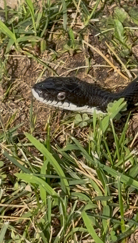 Central Ratsnake observed by iilondonii