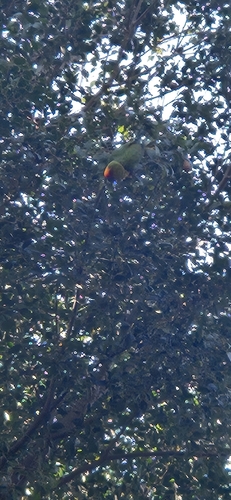 Golden-capped Parakeet