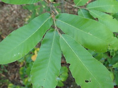 Quercus variabilis