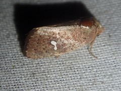 Elusa penanorum