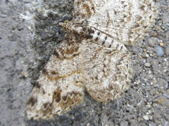 Protoboarmia simpliciaria