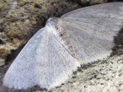 Lomographa subspersata