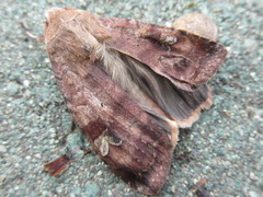 Diarsia canescens