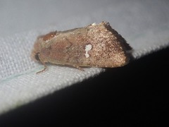 Elusa penanorum