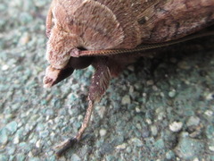 Diarsia canescens