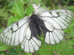 Parnassius stubbendorfii