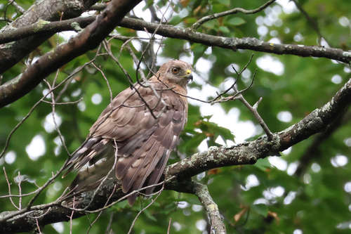 Broad-winged Hawk observed by andrewcreese