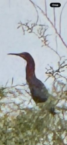 Green Heron observed by mbentley999