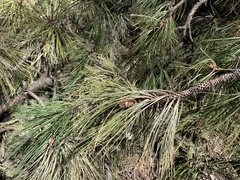 Pinus arizonica