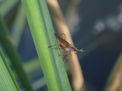 Sepedon spinipes