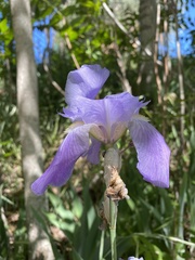 Iris pallida