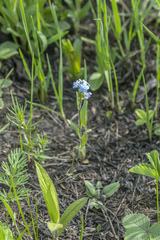 Myosotis imitata