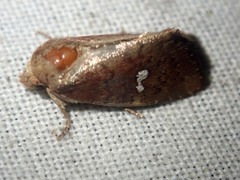 Elusa penanorum