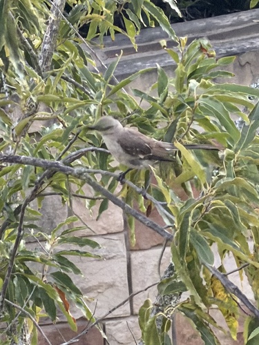 Northern Mockingbird observed by rebecca_jeffers