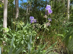 Iris pallida