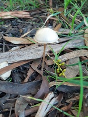Agaricales