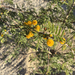Acacia farnesiana