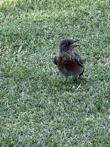 Western Bluebird