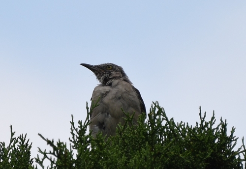 Northern Mockingbird observed by aarosansky