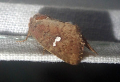 Elusa penanorum