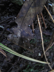 Gloiocephala