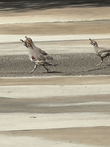 Gambel's Quail