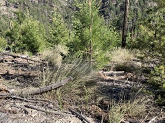 Muhlenbergia montana