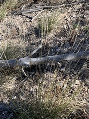 Muhlenbergia montana