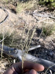 Muhlenbergia montana
