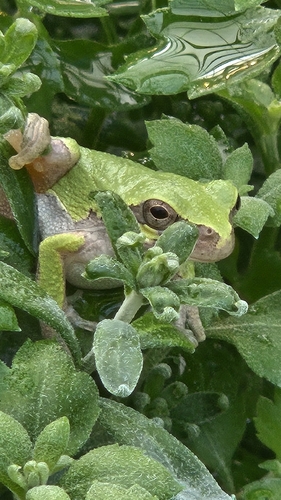 Cope's Gray Tree Frog observed by yani-yami