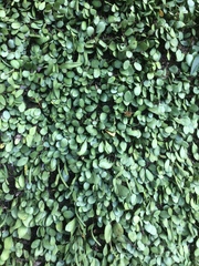 Lemmaphyllum microphyllum