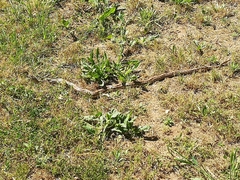 Elaphe quatuorlineata