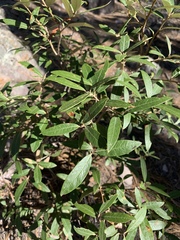 Quercus hypoleucoides