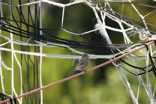 House Finch observed by holland