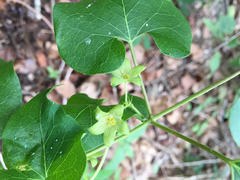 Matelea edwardsensis