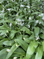 Allium ursinum