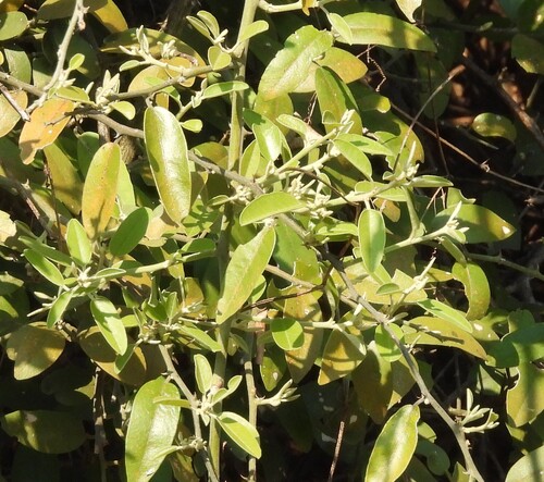 Capparis tomentosa, photograph 2