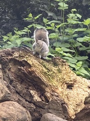 Sciurus carolinensis