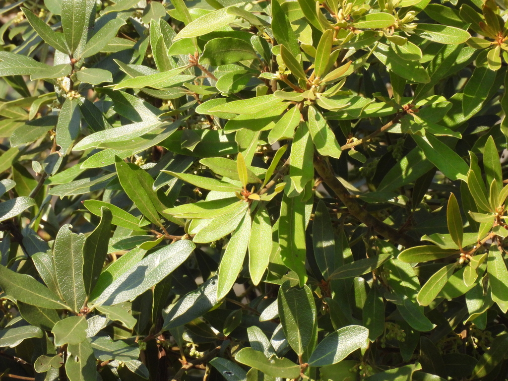 Euclea natalensis; photograph (c) Mark Clarke, some rights reserved (CC BY)