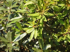 Euclea natalensis