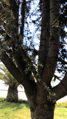 Cedrus atlantica