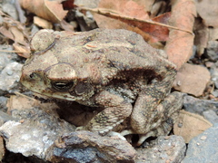Incilius mazatlanensis