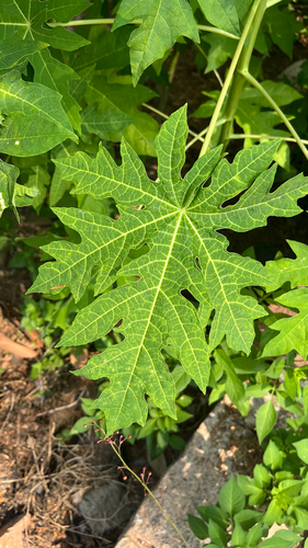 Papaya
