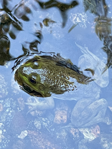 American Bullfrog observed by eaglesmith