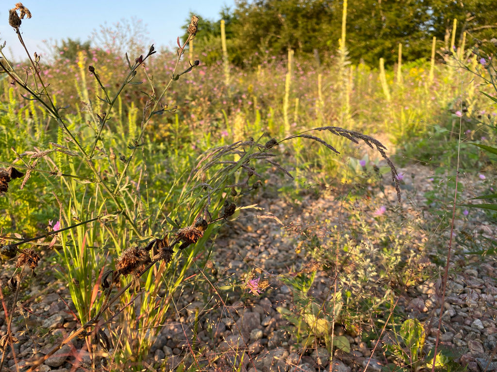 Muhlenbergia mexicana; photograph (c) Quinten Wiegersma, some rights reserved (CC BY)