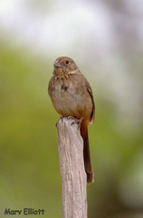 Canyon Towhee photo 6