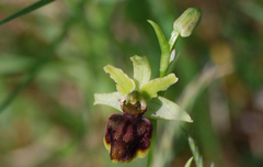Ophrys sphegodes sphegodes