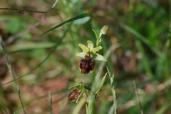 Ophrys sphegodes sphegodes
