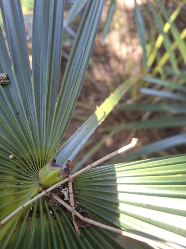 Australian Fan Palm